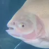 yashdnsl