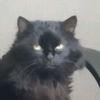 glavniy_hater_tiktok