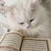 reema7121