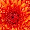 lilly.lord7