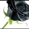rose134446