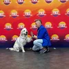 golden.retriever.astor