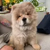 Kuma the blind Chow