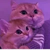 sokayna_38
