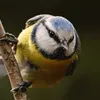 somepolishbird