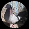 محمد الربيعي