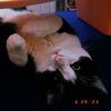 dat_cat._.panduhh