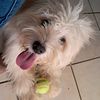 lisandro.riva