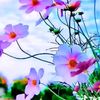 ma.user935