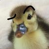 quackurasshome