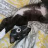 seancatman