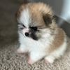 pomerania.star.us