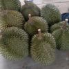 agendurian79
