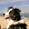 dog_lover332