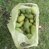 matumamojapelo