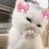 ma1ak.aa