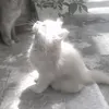 sunnyk690