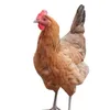 chickenegglog