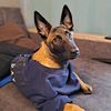 amy_malinois