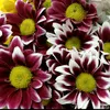 light_a_flowerwork