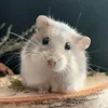 .edit.animaux