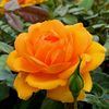 suso_704