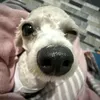 nghiennfflvmax
