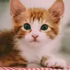user796939wahid