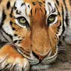 animalpainting_an