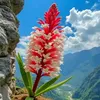 bashar_ningarhari