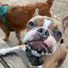 ozzy.unicorn.com
