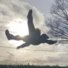 joel70984
