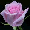 dawaye9767