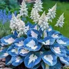 eurogazongarden