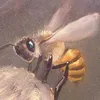 numerous._.bees