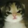 blumenfresse