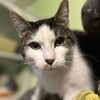 sofi_ilovecats