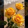 arko_duski90