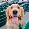 chasethatgolden