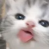 na_ko.xntp_0610_