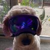 purple.rat.dog