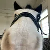 ._equestrianlxfe