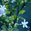 nur.nobi14