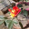 masandar988