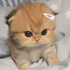 keooooo44