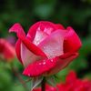 sehar.riaz4