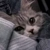 shahad11003355