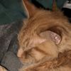 onyxmykitty