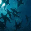 ellie_requin