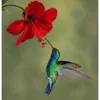 beijaflorflor763